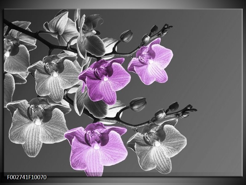 Glas schilderij Orchidee | Grijs, Paars, Zwart