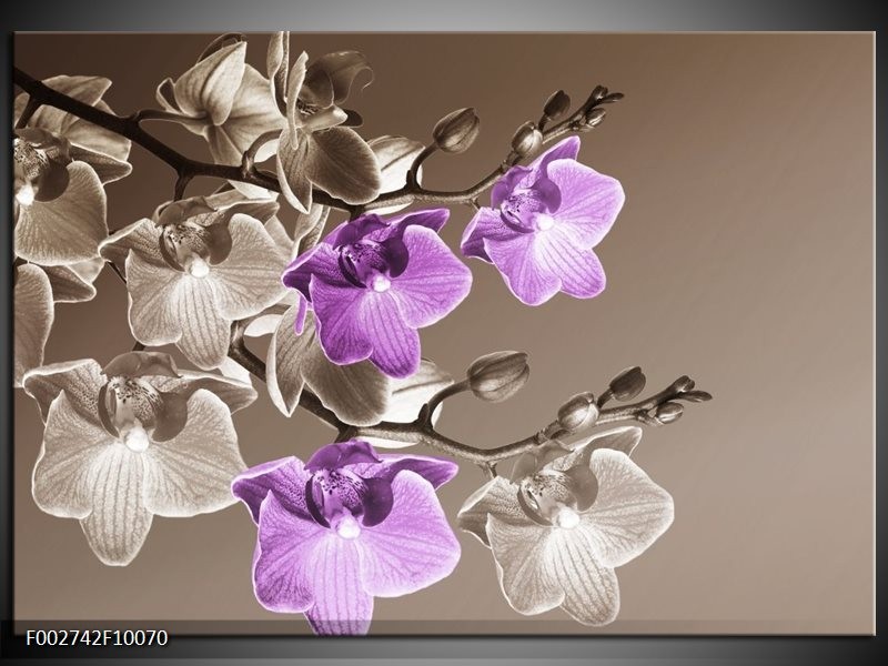 Glas schilderij Orchidee | Bruin, Paars
