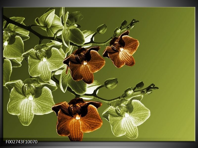 Glas schilderij Orchidee | Groen, Bruin