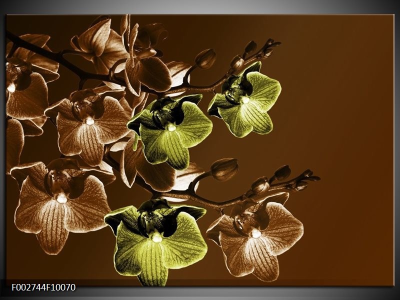 Glas schilderij Orchidee | Groen, Bruin