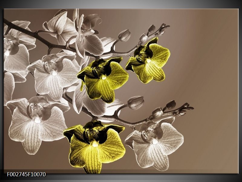 Glas schilderij Orchidee | Groen, Bruin
