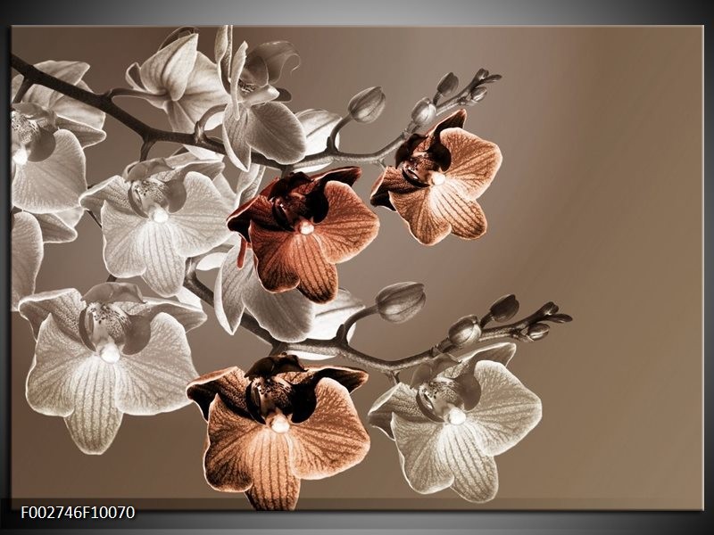 Glas schilderij Orchidee | Grijs, Bruin