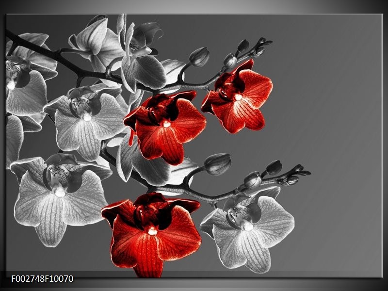 Glas schilderij Orchidee | Zwart, Rood, Grijs