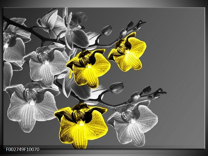 Glas schilderij Orchidee | Zwart, Geel, Grijs