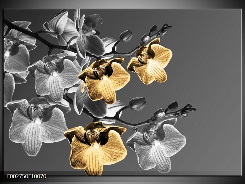 Glas schilderij Orchidee | Zwart, Oranje, Grijs