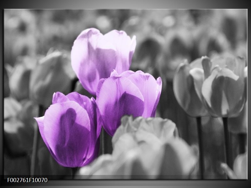 Glas schilderij Tulpen | Paars, Grijs, Zwart