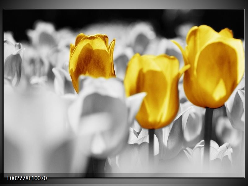 Glas schilderij Tulpen | Geel, Grijs, Wit