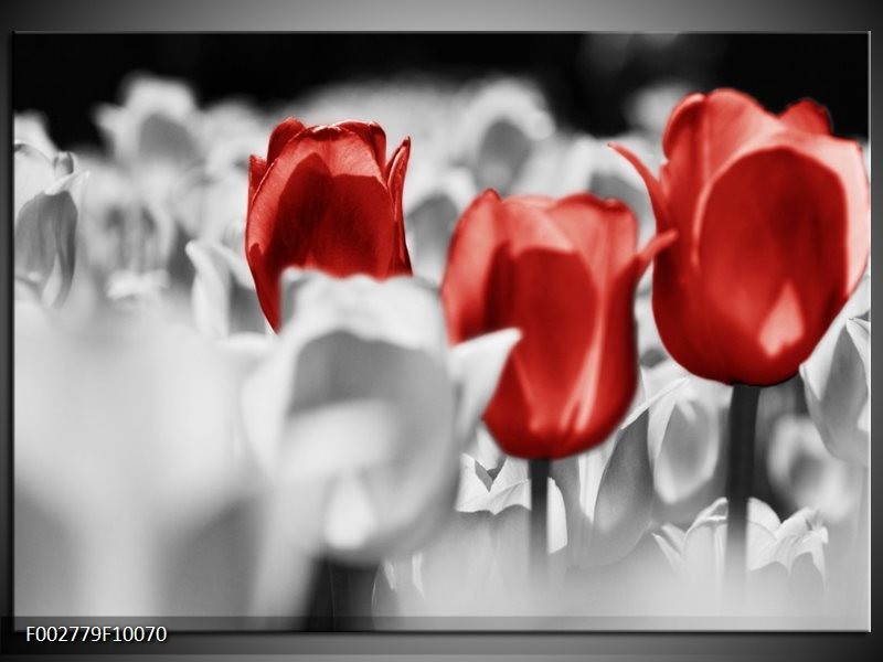Glas schilderij Tulpen | Rood, Grijs, Wit