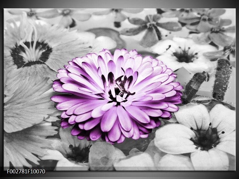 Foto canvas schilderij Gerbera | Paars, Grijs