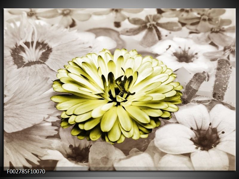 Foto canvas schilderij Gerbera | Groen, Sepia