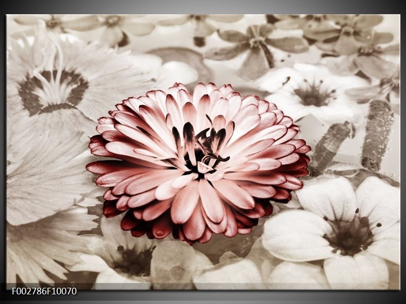 Foto canvas schilderij Gerbera | Sepia, Bruin, Rood