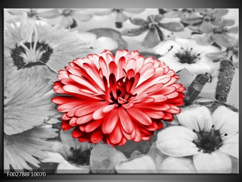 Glas schilderij Gerbera | Grijs, Rood