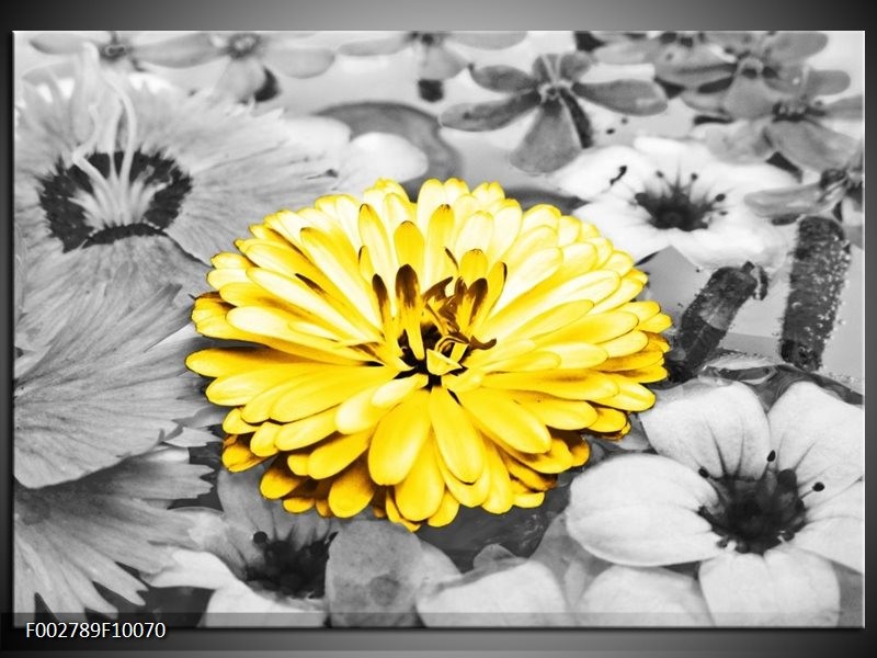 Foto canvas schilderij Gerbera | Geel, Zwart