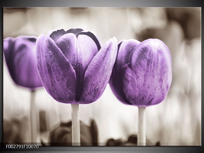 Glas schilderij Tulpen | Paars, Grijs, Wit