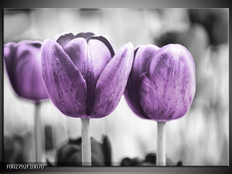 Glas schilderij Tulpen | Paars, Grijs, Wit