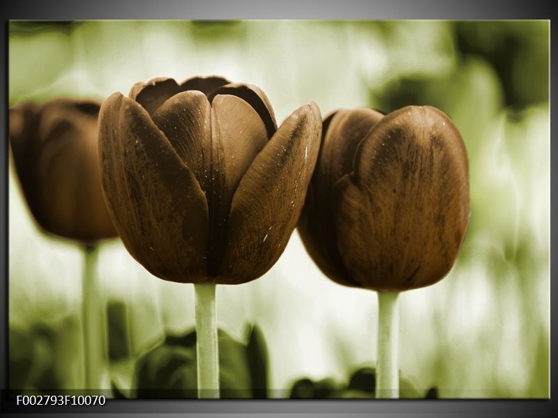 Foto canvas schilderij Tulpen | Bruin, Groen