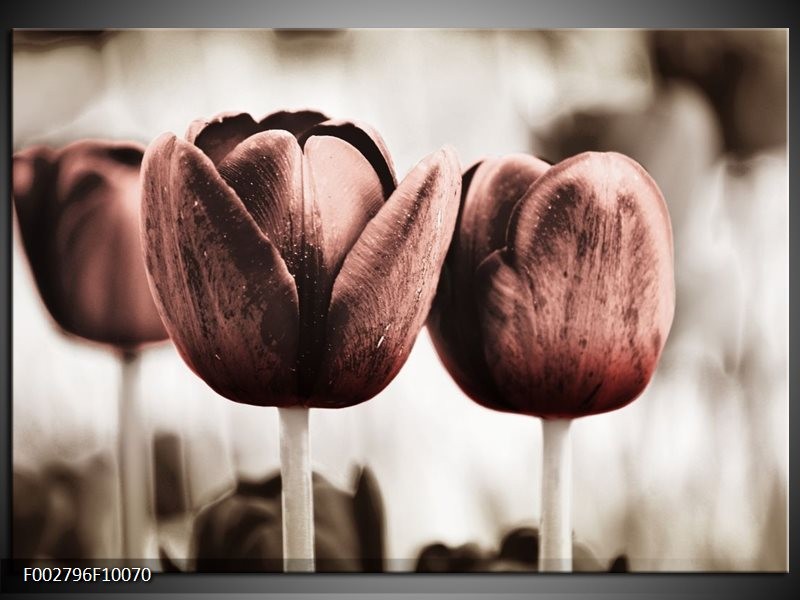 Foto canvas schilderij Tulpen | Bruin, Wit