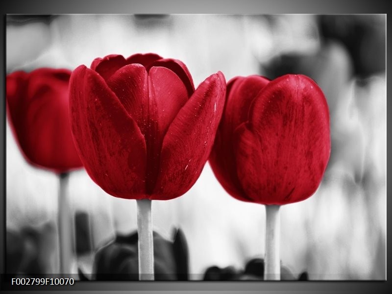 Glas schilderij Tulpen | Rood, Wit, Grijs