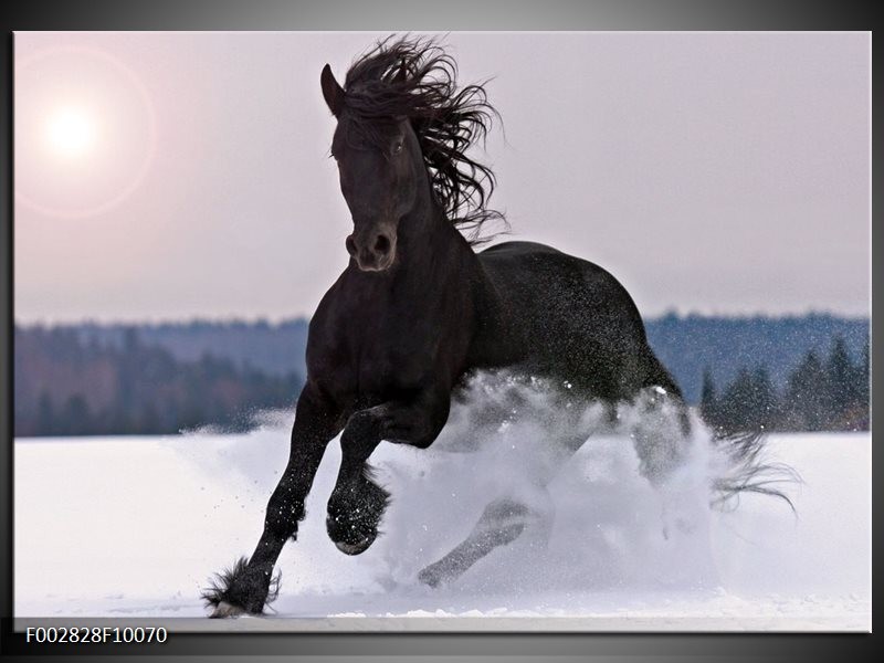 Foto canvas schilderij Paard | Wit, Zwart, Grijs