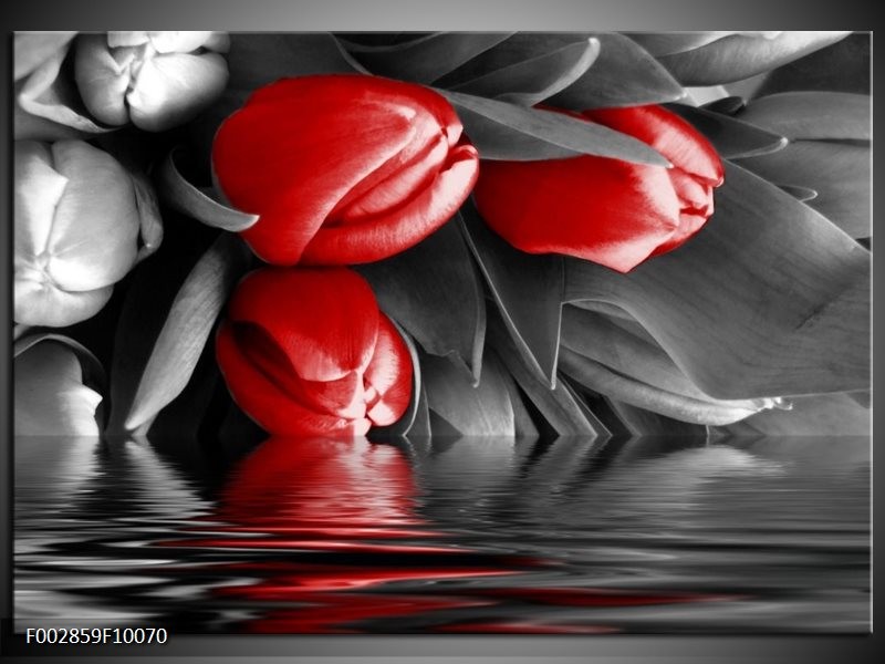 Glas schilderij Tulpen | Rood, Grijs, Zwart