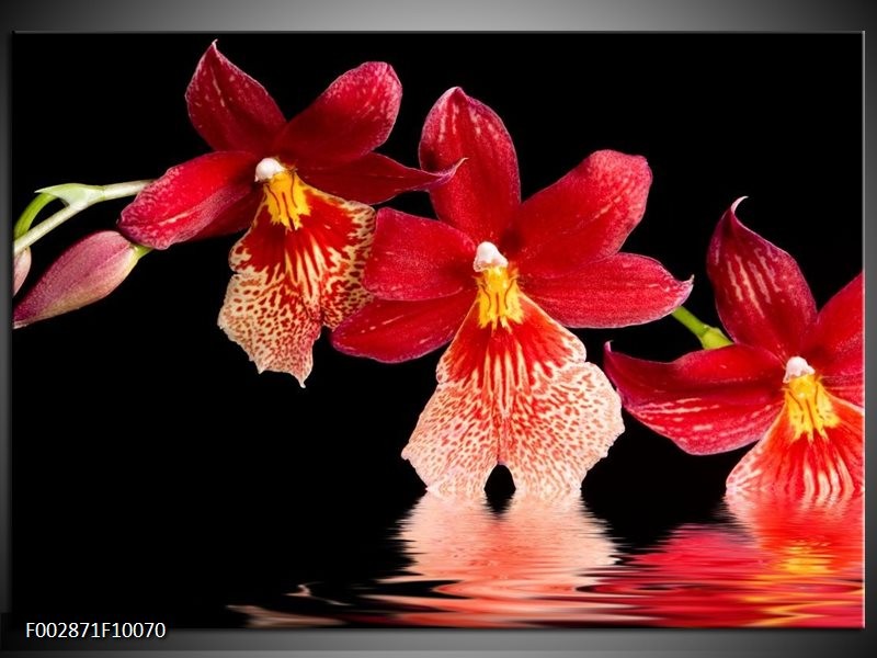 Glas schilderij Orchidee | Rood, Zwart, Wit