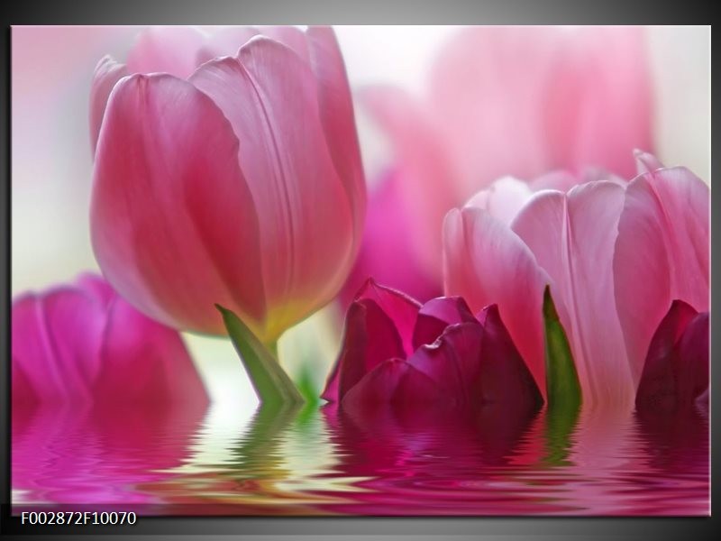 Glas schilderij Tulpen | Roze, Wit, Groen