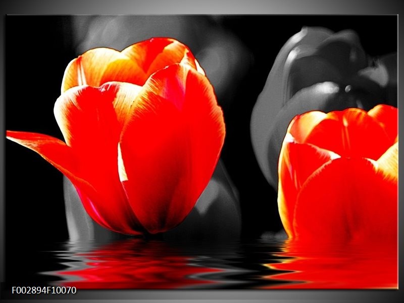Foto canvas schilderij Tulpen | Rood, Zwart, Grijs