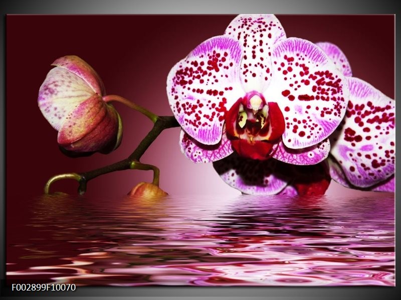 Foto canvas schilderij Orchidee | Paars, Roze, Rood