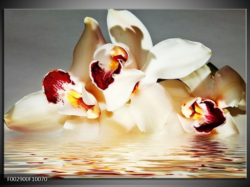 Glas schilderij Orchidee | Wit, Grijs, Rood