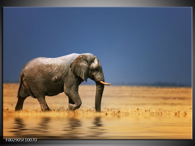 Foto canvas schilderij Olifant | Blauw, Grijs, Geel