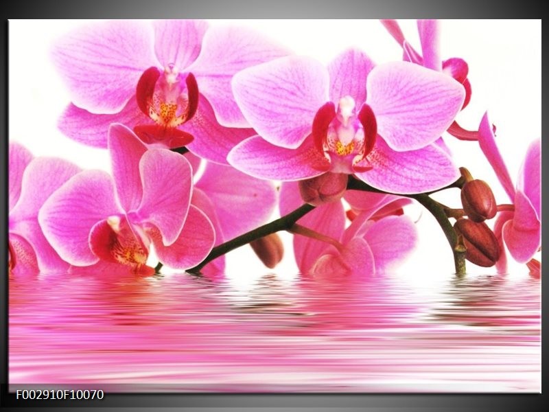 Foto canvas schilderij Orchidee | Roze, Wit