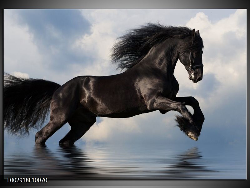 Glas schilderij Paard | Zwart, Blauw, Wit