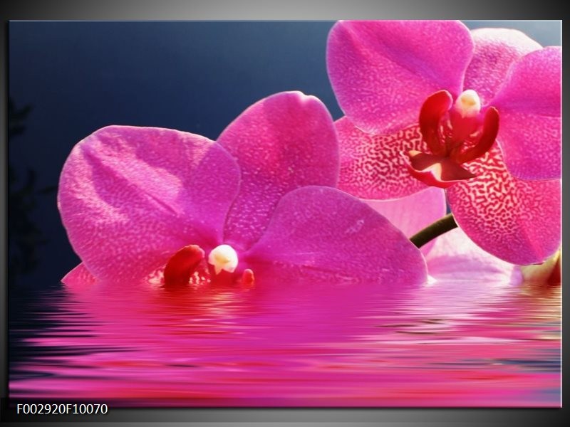 Glas schilderij Orchidee | Paars, Wit, Blauw