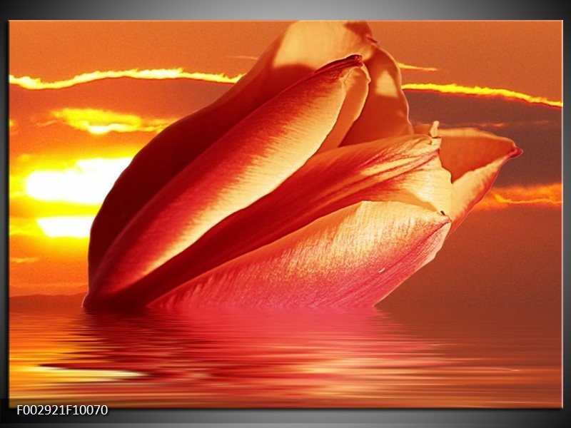 Glas schilderij Tulpen | Rood, Oranje, Geel