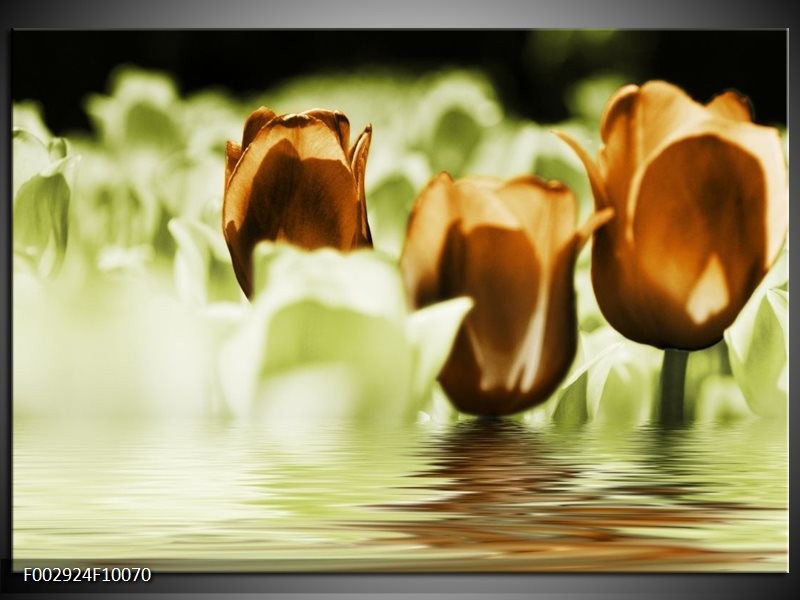 Foto canvas schilderij Tulpen | Bruin, Groen