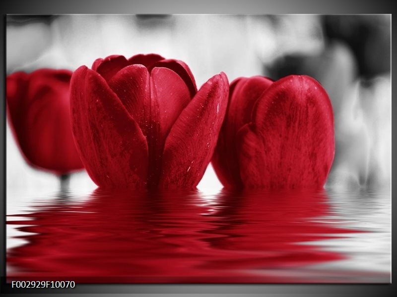 Glas schilderij Tulpen | Zwart, Rood, Grijs