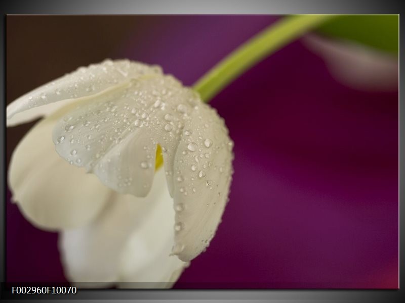 Glas schilderij Tulpen | Wit, Paars