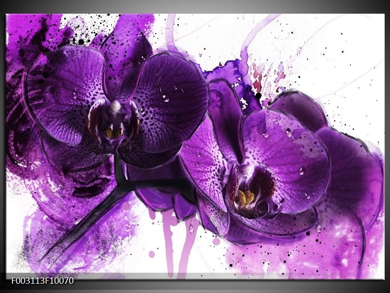 Glas schilderij Orchidee | Paars, Wit, Zwart