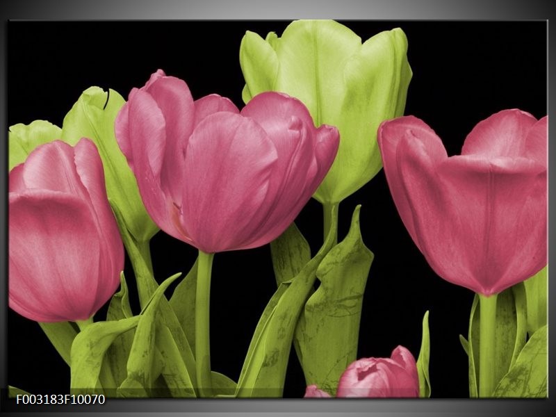 Glas schilderij Tulpen | Roze, Groen, Zwart