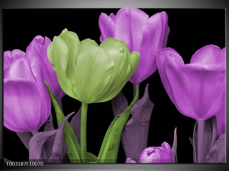 Glas schilderij Tulpen | Paars, Groen, Zwart
