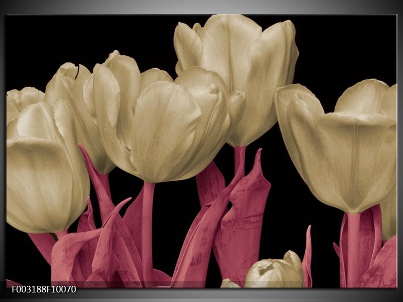 Glas schilderij Tulpen | Wit, Zwart, Roze