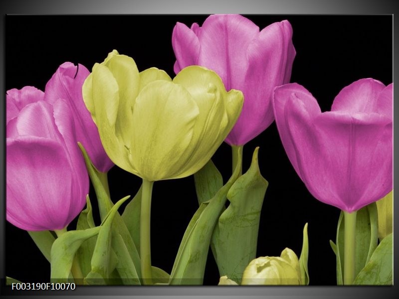 Glas schilderij Tulpen | Paars, Groen, Zwart