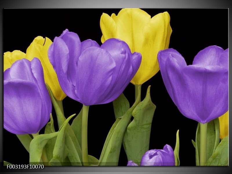Glas schilderij Tulpen | Paars, Geel, Groen