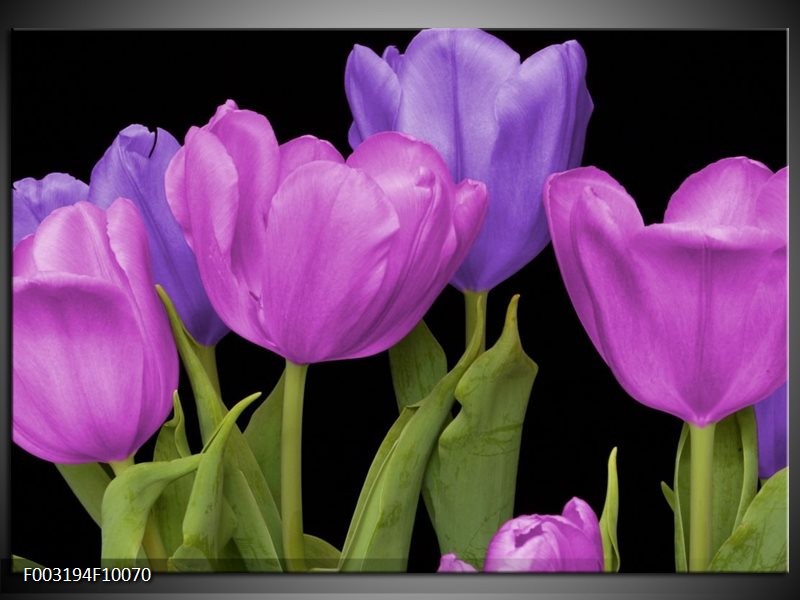Glas schilderij Tulpen | Paars, Blauw, Groen