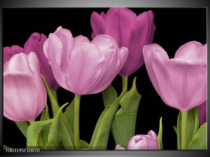 Foto canvas schilderij Tulpen | Paars, Groen, Zwart