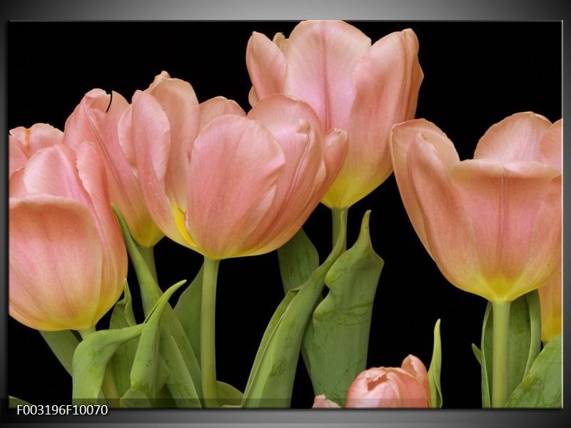 Glas schilderij Tulpen | Roze, Groen, Zwart