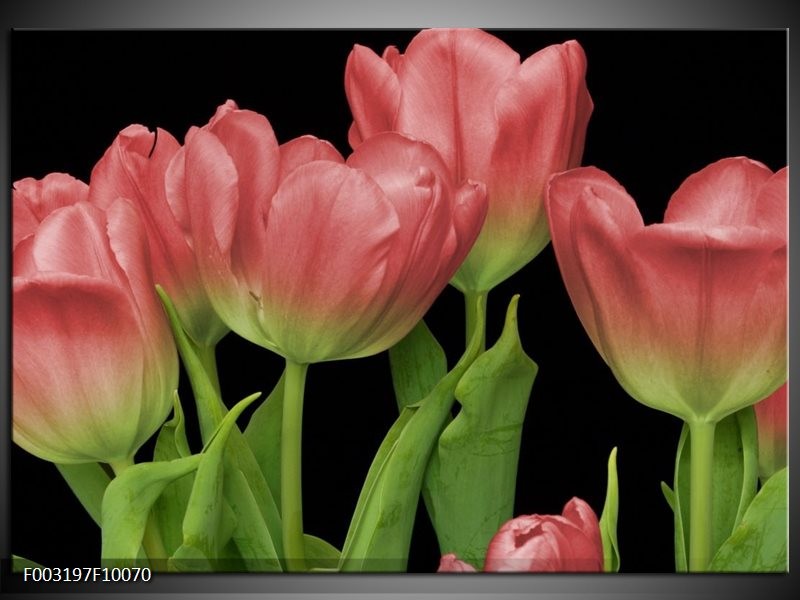 Glas schilderij Tulpen | Rood, Groen, Zwart