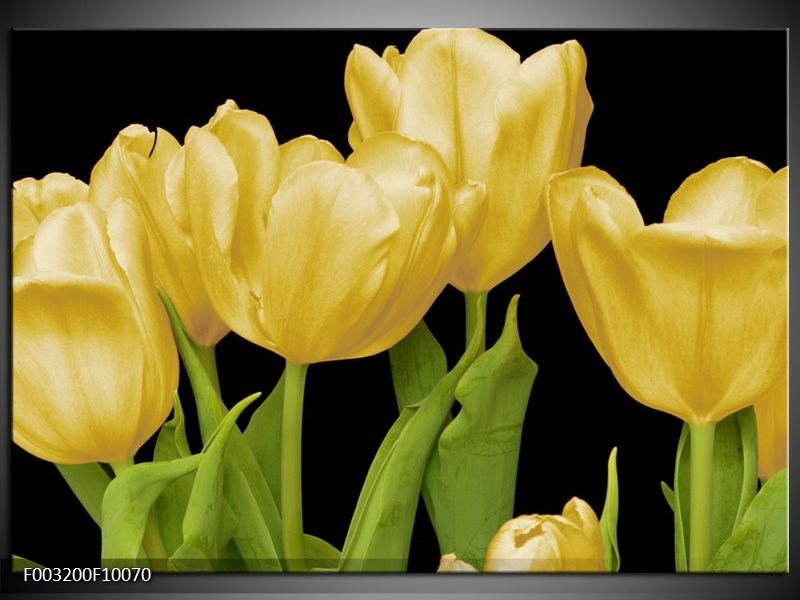 Glas schilderij Tulpen | Geel, Groen, Zwart