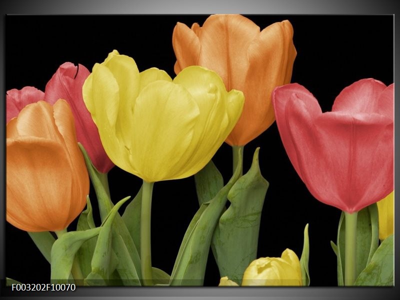 Glas schilderij Tulpen | Geel, Oranje, Rood