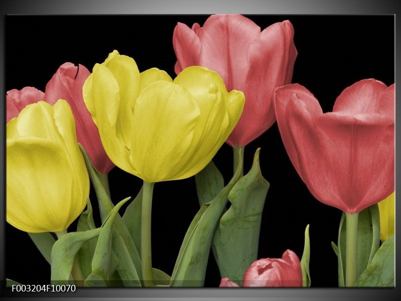 Glas schilderij Tulpen | Geel, Rood, Zwart